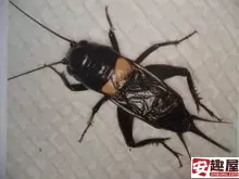 动物森林法则斗帝原型是什么-动物森林法则斗帝原型介绍