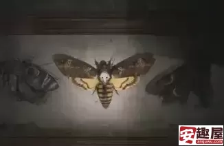 寂静岭2重制版M房间飞蛾谜题怎么解-寂静岭2重制版M房间飞蛾谜题解法